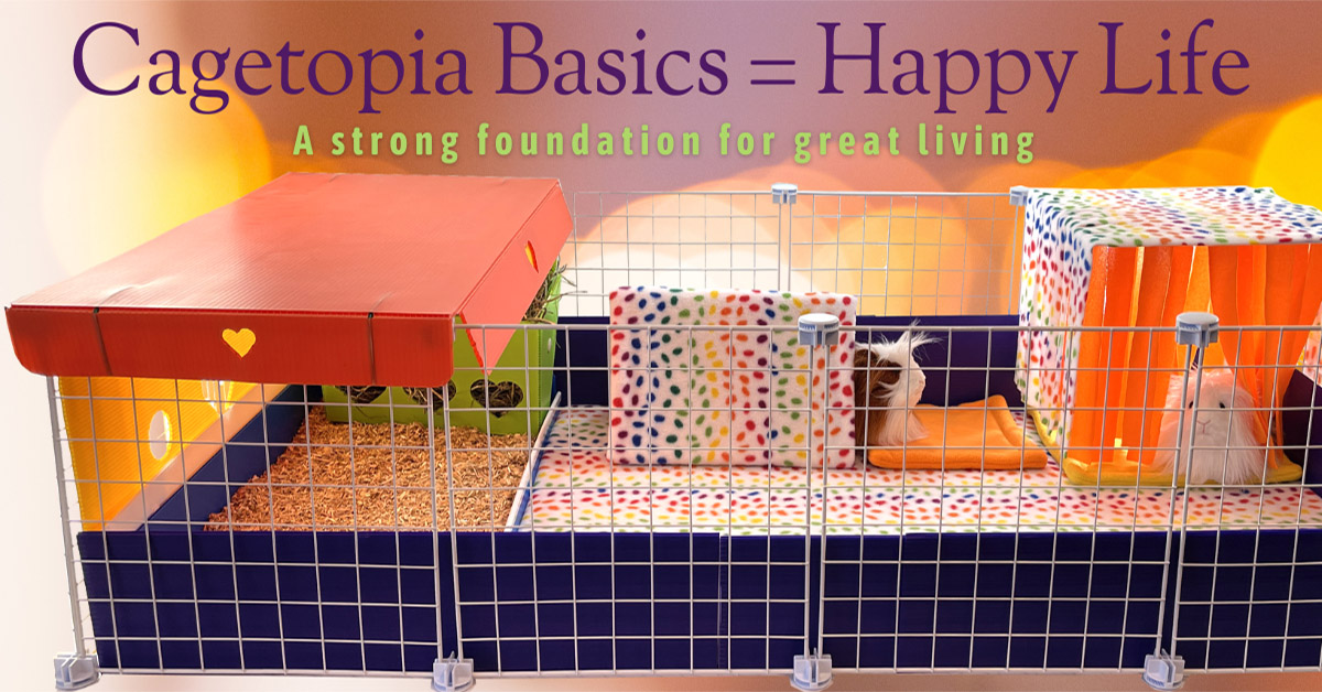 Cagetopia guinea pig cage 2x4 basics